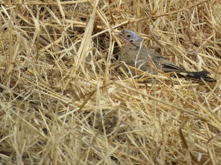 California Towhee