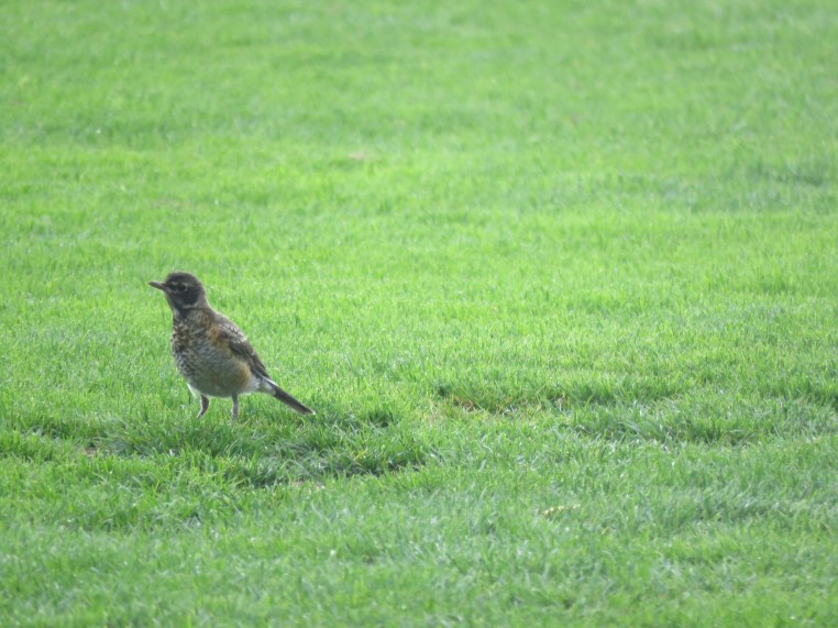 American Robin (juvenile)