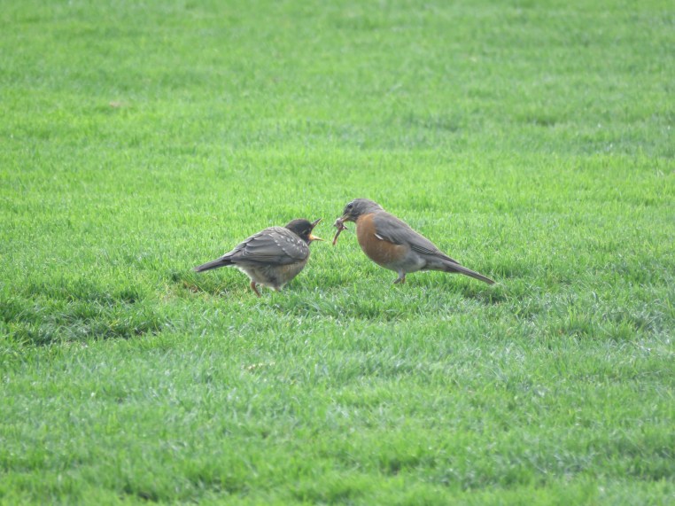American Robin (juvenile) + parent