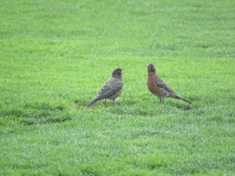 American Robin (juvenile) + parent