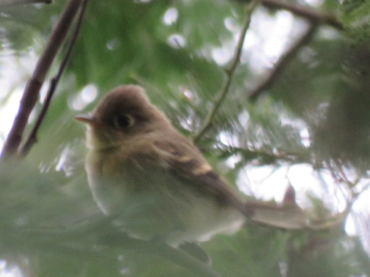 Pacific-slope flycatcher