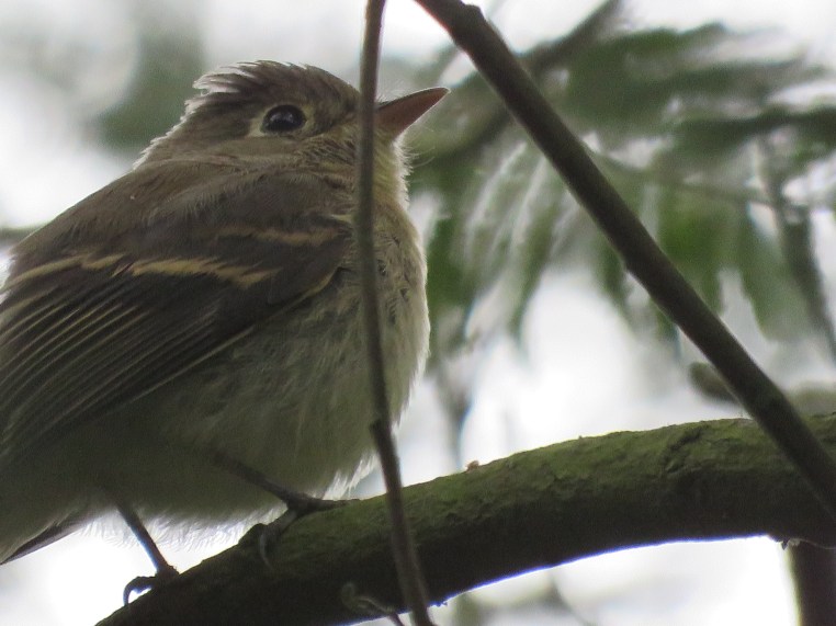 Pacific-slope flycatcher
