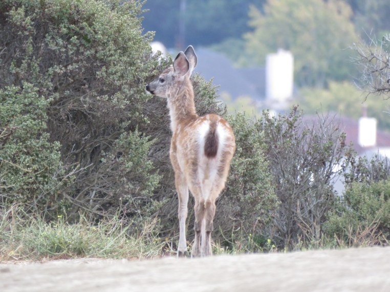 Black-tailed Mule Deer