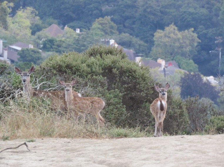Black-tailed Mule Deer