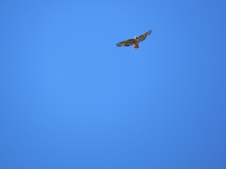 Red-tailed hawk
