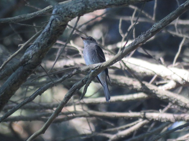 Western wood pewee