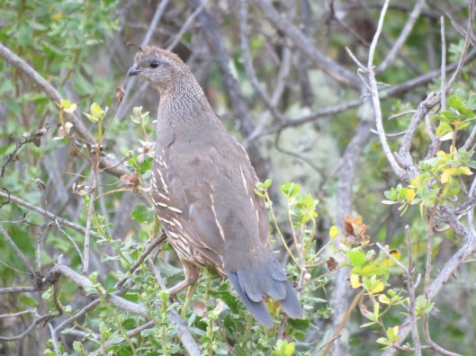 California Quail