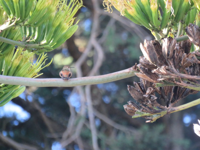 Allen's Hummingbird
