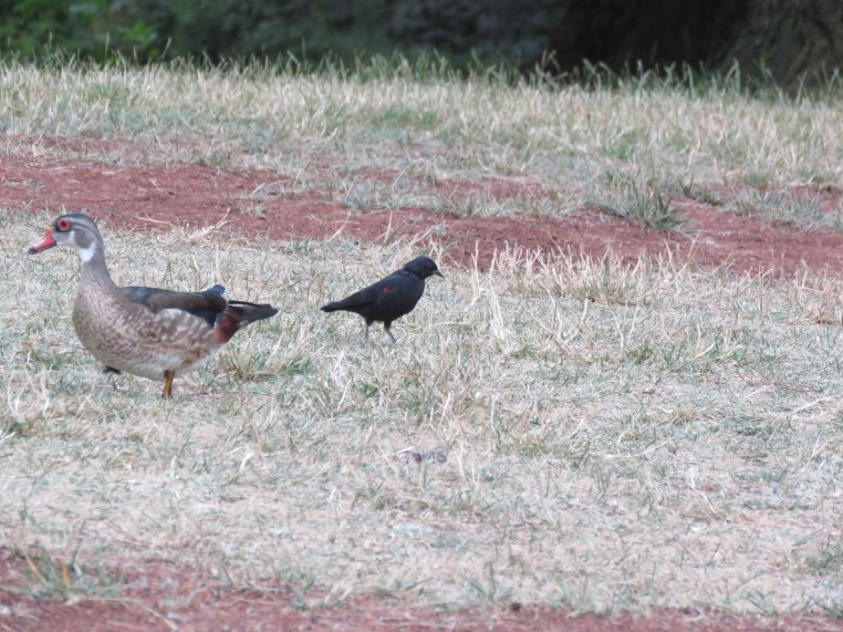 Wood Duck (juvenile male) + RWBB