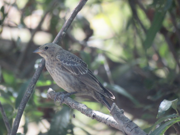 Brown-headed cowbird