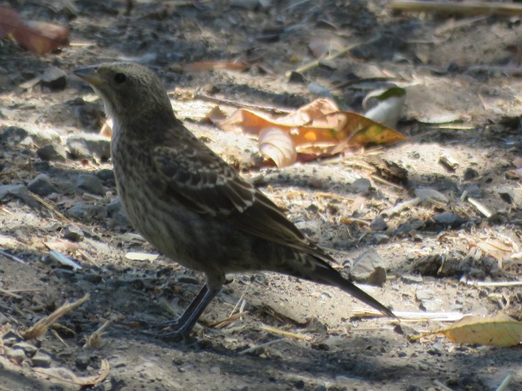 Brown-headed cowbird