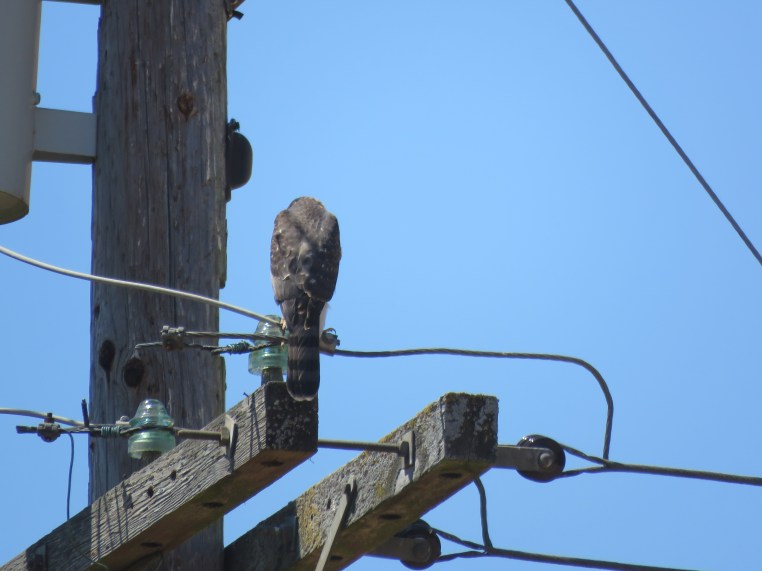 Cooper's Hawk