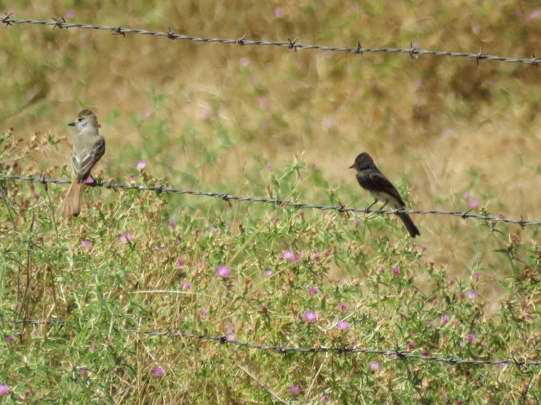 Ash-throated flycatcher + BLPH