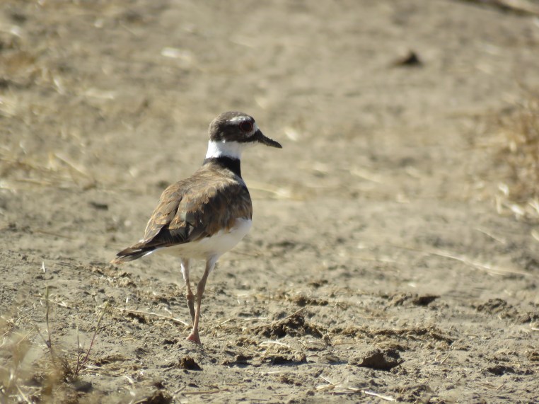 Killdeer