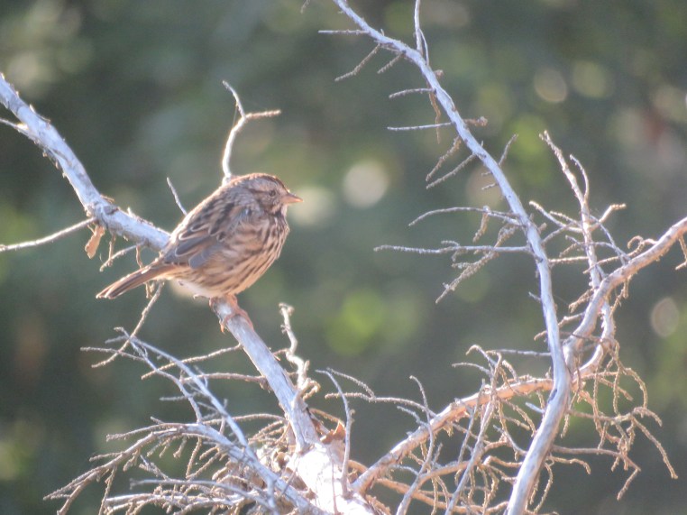 Song Sparrow