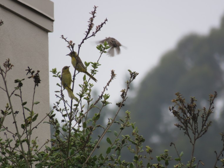 Hooded Oriole (with HOFI landing)