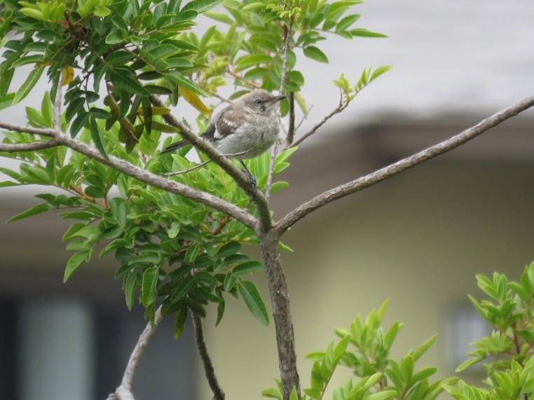 Northern Mockingbird