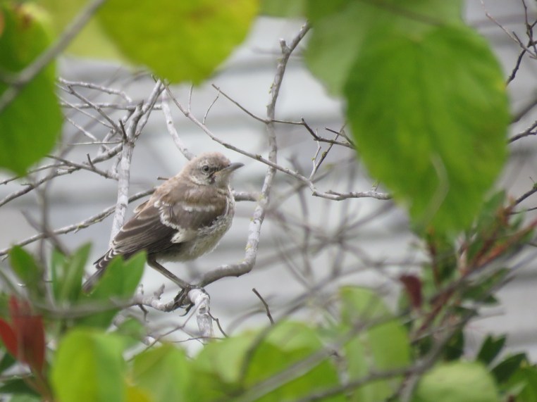 Northern Mockingbird