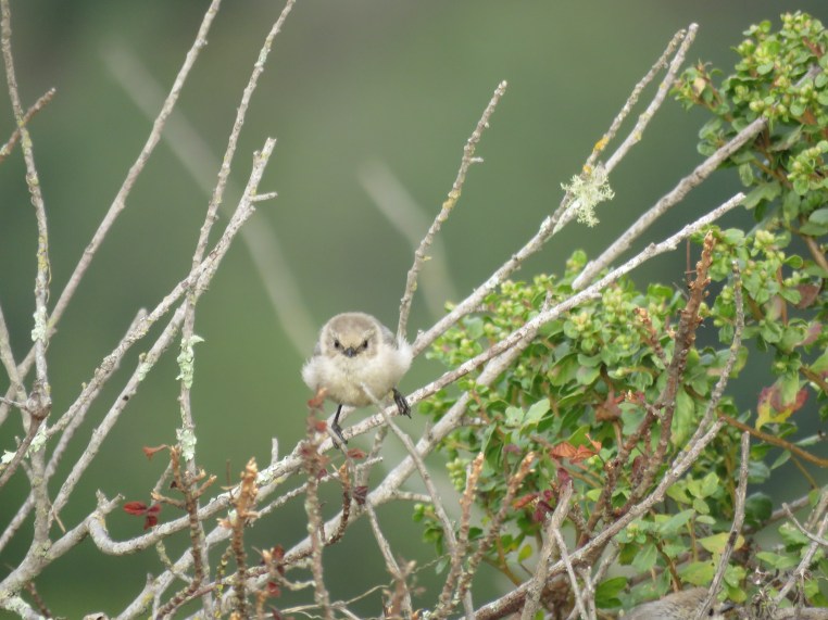 Bushtit