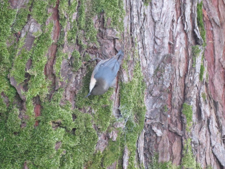 Pygmy nuthatch