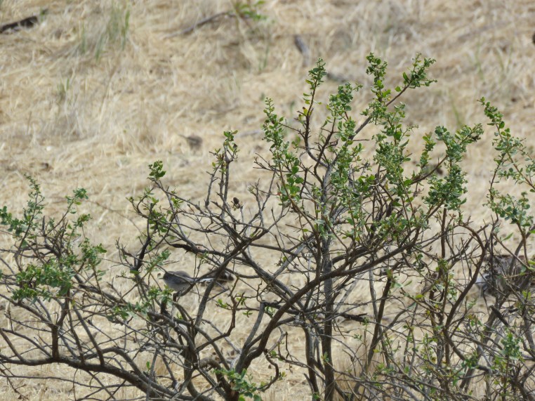 Blue-gray gnatcatcher
