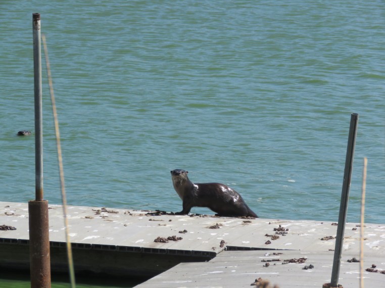 North American river otter