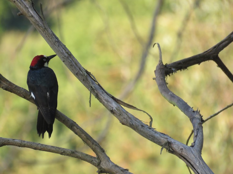 Melanerpes formicivorus