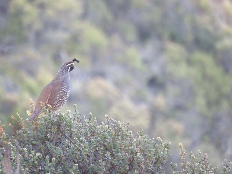 Callipepla californica