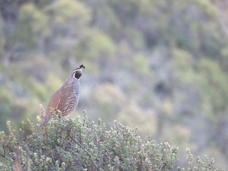 Callipepla californica