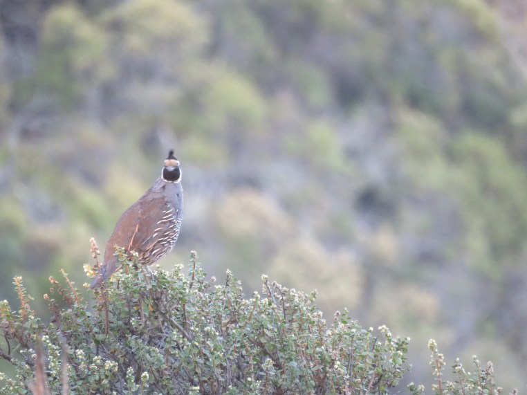 Callipepla californica