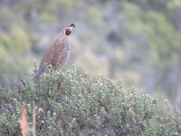 Callipepla californica