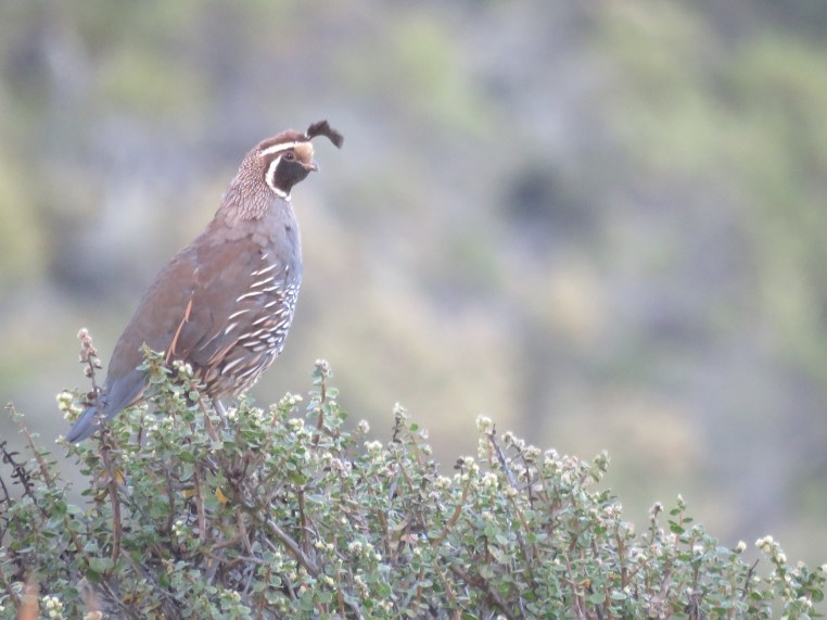 Callipepla californica