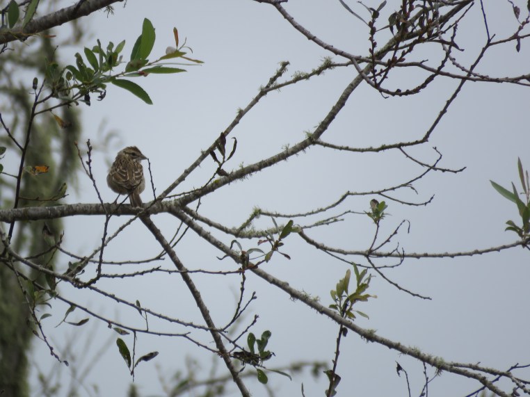 Chondestes grammacus