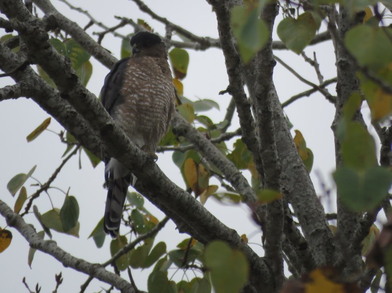Accipiter cooperii