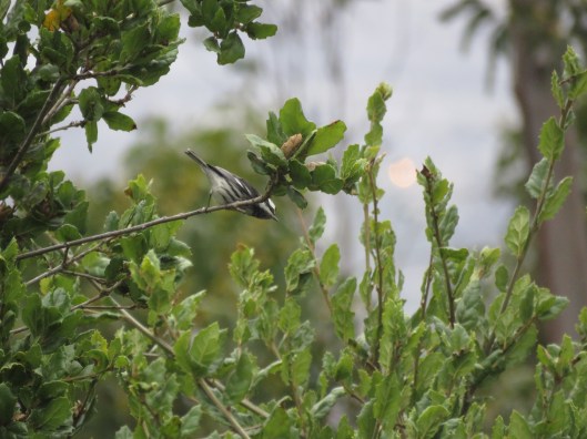 Setophaga nigrescens