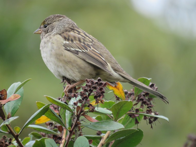 Zonotrichia atricapilla