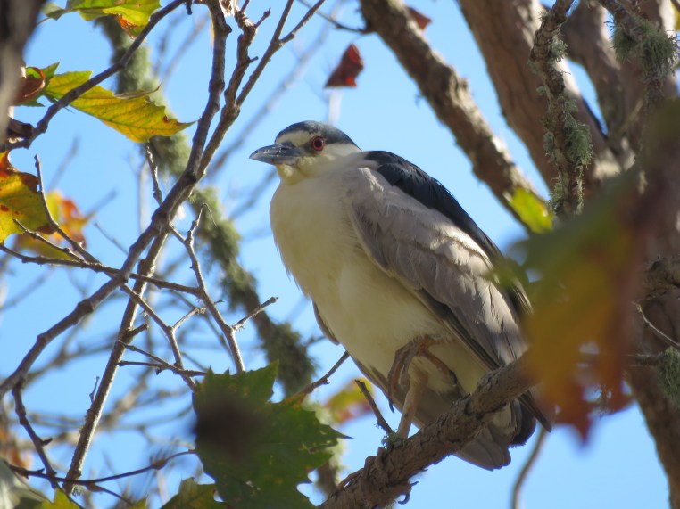 Nycticorax nycticorax