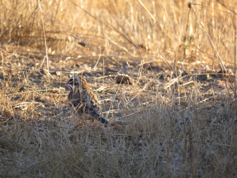 Chondestes grammacus