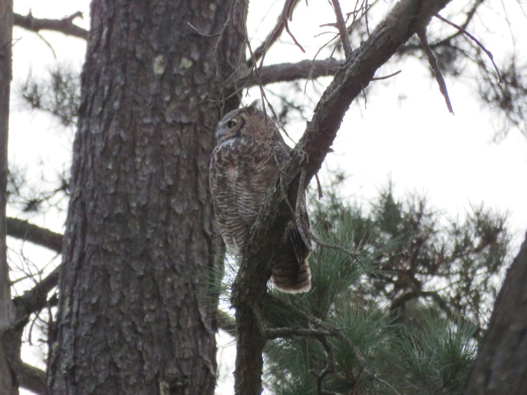 Bubo virginianus