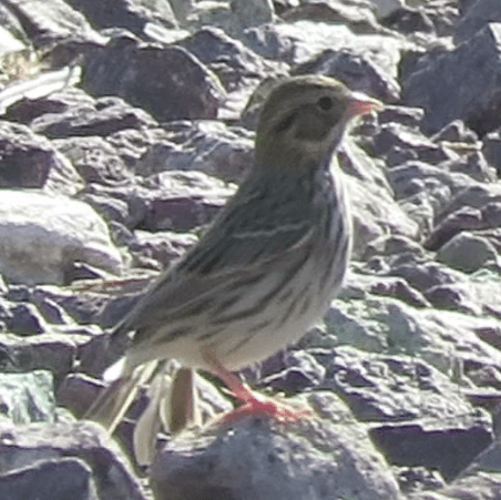 Passerculus sandwichensis