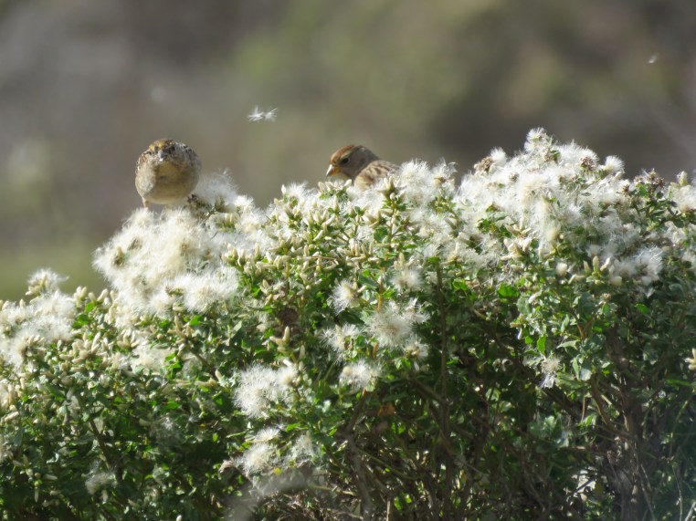 Zonotrichia atricapilla + Zonotrichia leucophrys
