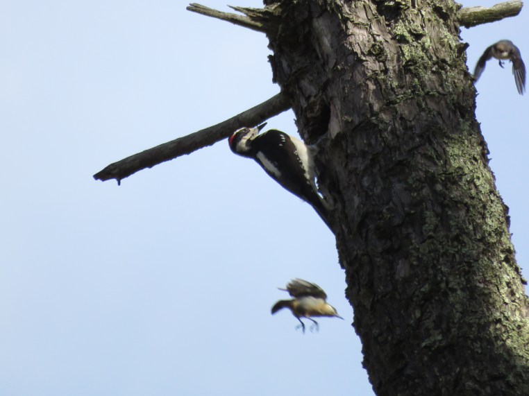 Leuconotopicus villosus + Sitta pygmaea (2!)