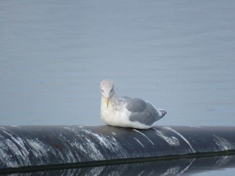 Larus glaucescens