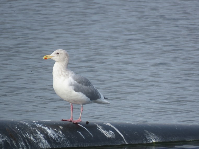 Larus glaucescens