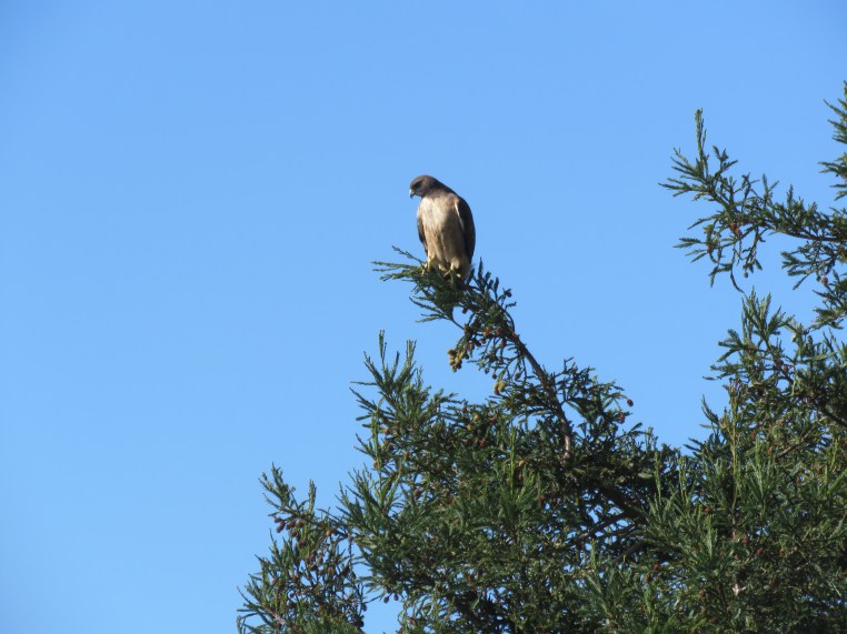 Buteo jamaicensis