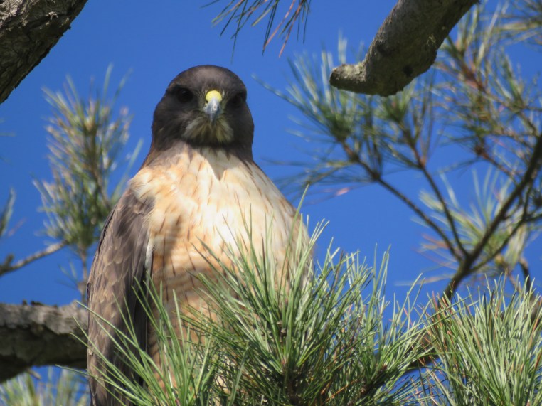 Buteo jamaicensis