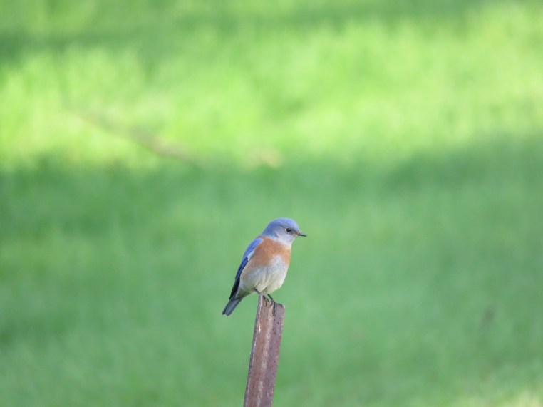 Western bluebird (Sialia mexicana)