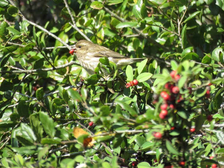 Haemorhous purpureus