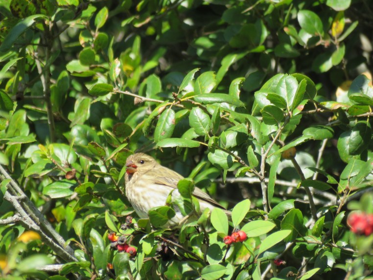 Haemorhous purpureus