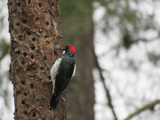 Melanerpes formicivorus